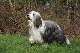 BEARDED COLLIE 338